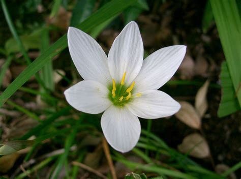 small flower with white petals.